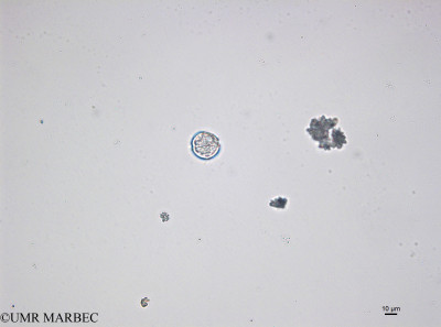 phyto/Bizerte/bizerte_bay/RISCO April 2014/Dino 7 (-41216_001_ovl-3)(copy)_thumb.jpg